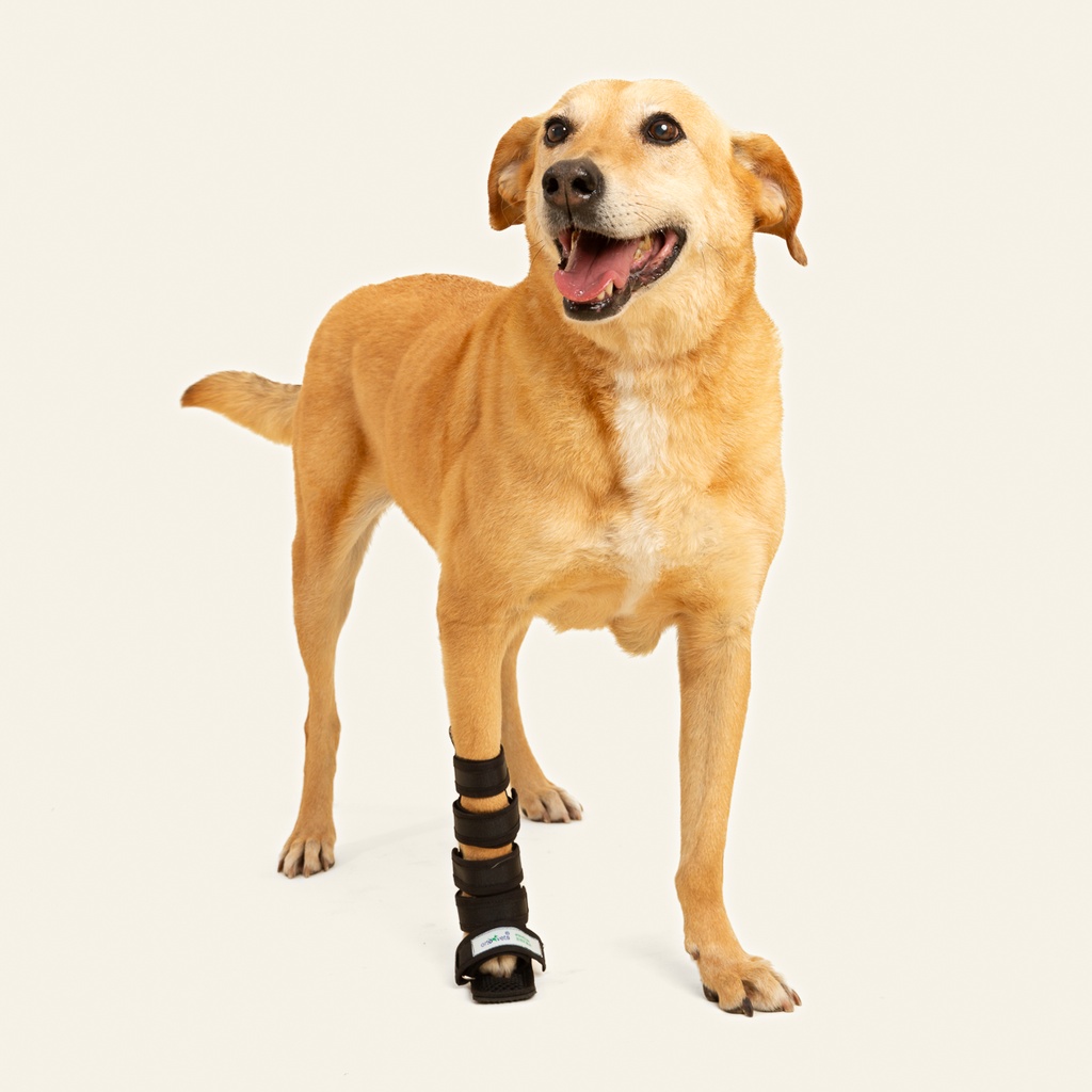 Ferulas moldeables talla #7