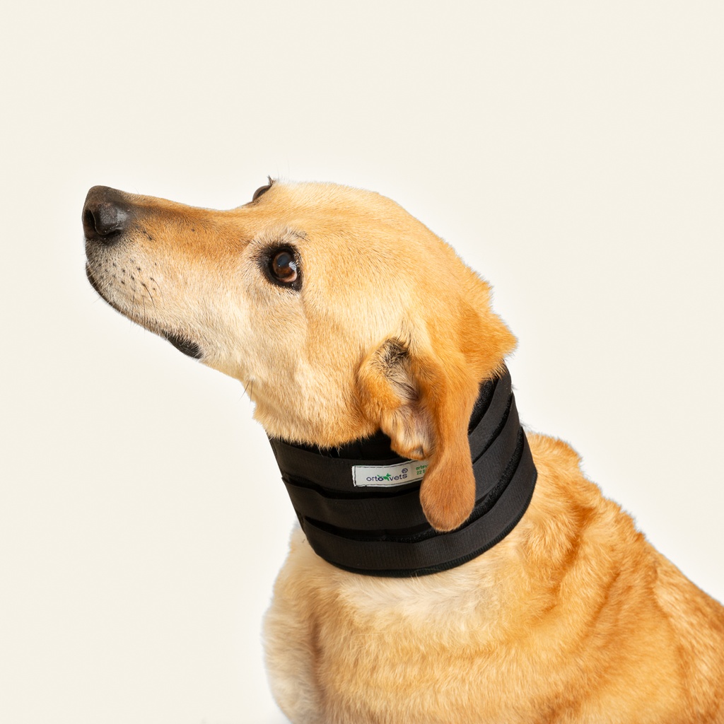 Collarin inmovilizador talla #3