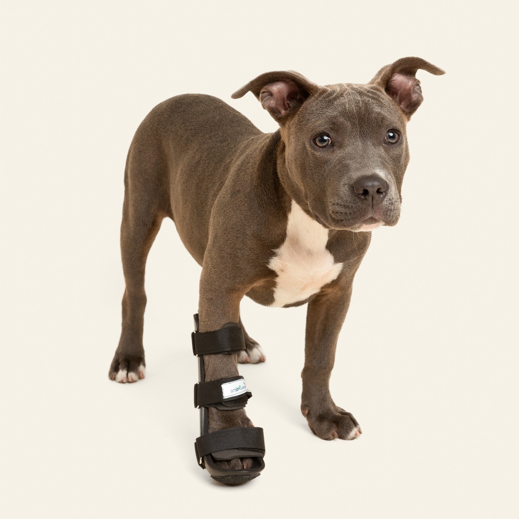 Ferulas rigida Delantera talla #6