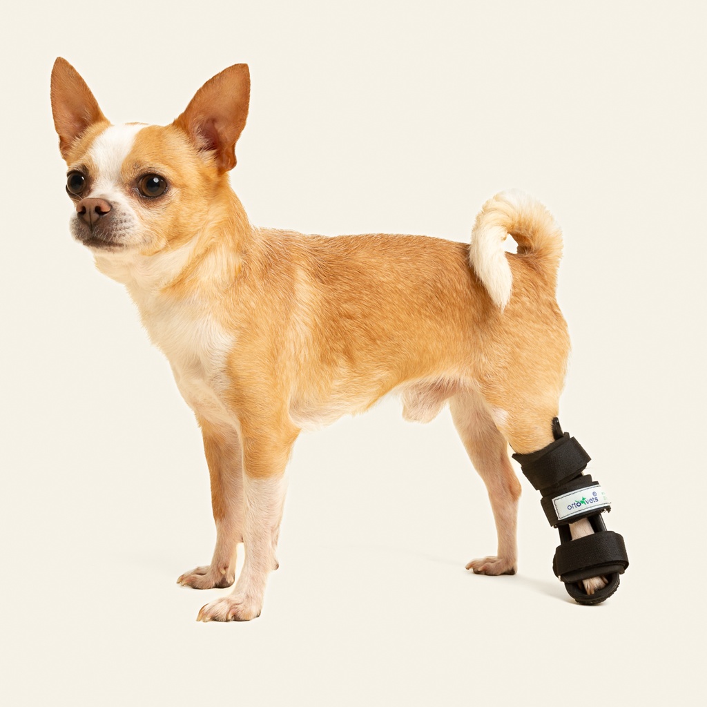 Ferulas rigida Trasera talla #3