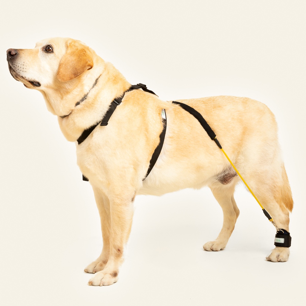 Corrector -facilitador de marcha para miembro posterior talla #2