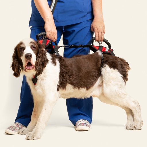 [ortov002] Arnes de ayuda completo talla #2 (soporte delantero y trasero con correa)